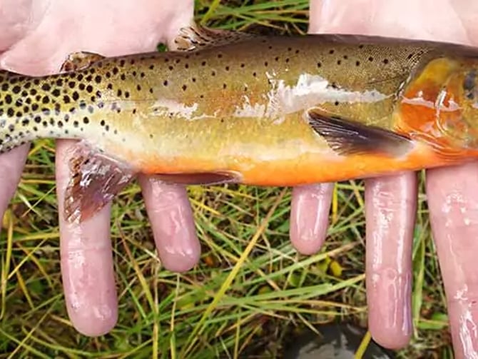 Fishing Taos and Taos Ski Valley